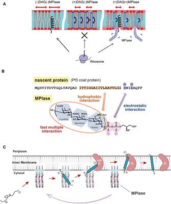 Interaction between glycolipid MPIase and proteinaceous factors during protein integration into the cytoplasmic membrane of E. coli
